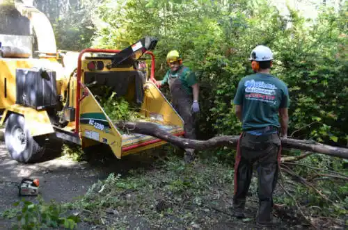 tree services Petaluma